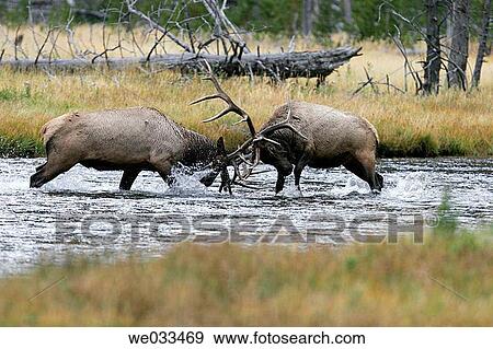 Elk (Cervus elaphus) in Yellowstone National Park, Wyoming, USA View Large Photo Image Stock Photo - Elk (Cervus elaphus) in Yellowstone National Park, Wyoming, USA. Fotosearch