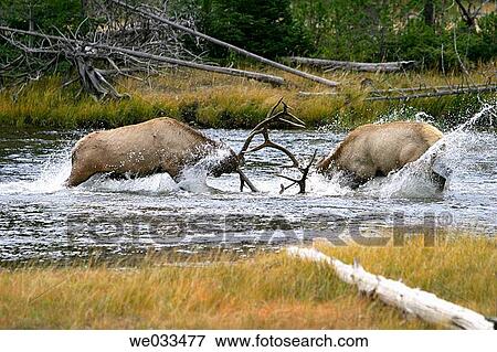 Elk (Cervus elaphus) in Yellowstone National Park, Wyoming, USA View Large Photo Image Stock Photo - Elk (Cervus elaphus) in Yellowstone National Park, Wyoming, USA. Fotosearch