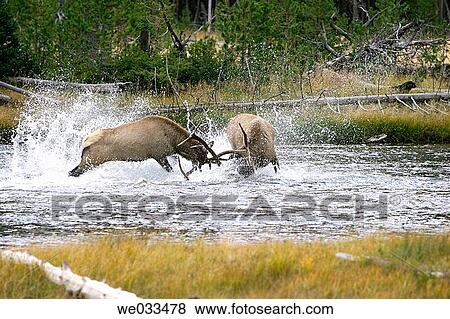 Elk (Cervus elaphus) in Yellowstone National Park, Wyoming, USA View Large Photo Image Stock Photo - Elk (Cervus elaphus) in Yellowstone National Park, Wyoming, USA. Fotosearch