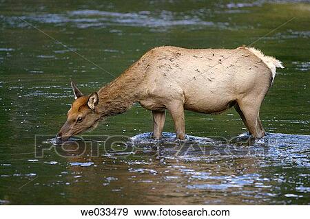 Elk (Cervus elaphus) in Yellowstone National Park, Wyoming, USA View Large Photo Image Stock Photo - Elk (Cervus elaphus) in Yellowstone National Park, Wyoming, USA. Fotosearch