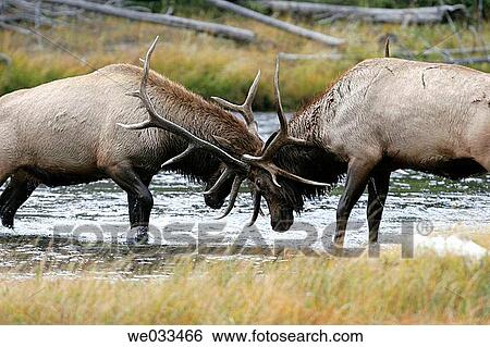 Elk (Cervus elaphus) in Yellowstone National Park, Wyoming, USA View Large Photo Image Stock Photograph - Elk (Cervus elaphus) in Yellowstone National Park, Wyoming, USA. Fotosearch