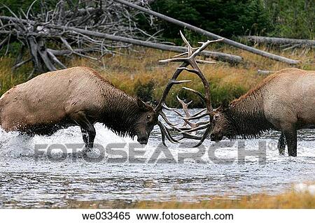 Elk (Cervus elaphus) in Yellowstone National Park, Wyoming, USA View Large Photo Image Stock Photography - Elk (Cervus elaphus) in Yellowstone National Park, Wyoming, USA. Fotosearch