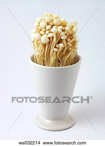 Enoki View Large Photo Image Picture - Enoki. Fotosearch