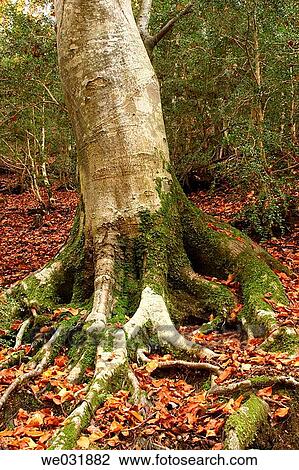 European Beech (Fagus sylvatica) View Large Photo Image Stock Image - European Beech (Fagus sylvatica). Fotosearch