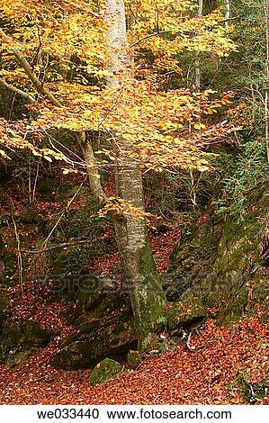 European Beech (Fagus sylvatica) View Large Photo Image Stock Image - European Beech (Fagus sylvatica). Fotosearch