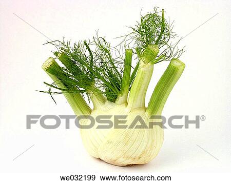Fennel View Large Photo Image Stock Photo - Fennel. Fotosearch