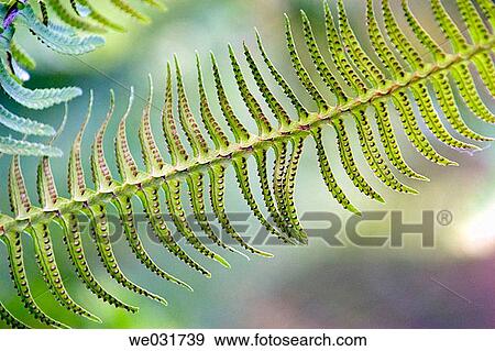 Fern leaf View Large Photo Image Stock Photo - Fern leaf. Fotosearch