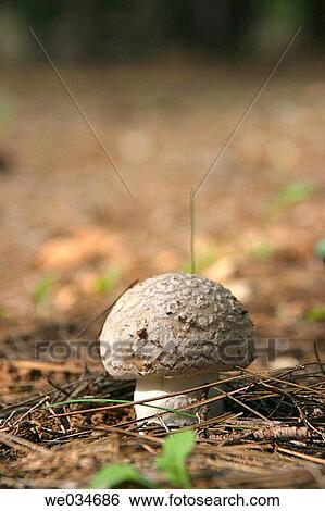 Field mushroom (Agaricus campestris). Catalonia, Spain View Large Photo Image Stock Photograph - Field mushroom (Agaricus campestris). Catalonia, Spain. Fotosearch