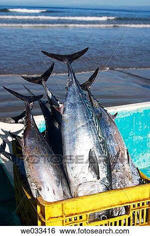 Fishes. Guerrero, Mexico View Large Photo Image Stock Photograph - Fishes. Guerrero, Mexico. Fotosearch