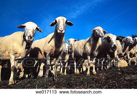 Flock, Bestu?. Valle de Escuain, Ordesa and Monte Perdido National Park, Pyrenees Mountains. Huesca province, Arag? n, Spain View Large Photo Image Stock Image - Flock, Bestu?. Valle de Escuain, Ordesa and Monte Perdido National Park, Pyrenees Mountains. Huesca province, Arag? n, Spain. Fotosearch