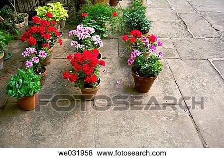 Flower pots in courtyard. Villanueva de los Infantes. Ciudad Real. Spain. View Large Photo Image Stock Photo - Flower pots in courtyard. Villanueva de los Infantes. Ciudad Real. Spain.. Fotosearch