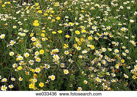 Flowers View Large Photo Image Stock Photograph - Flowers. Fotosearch