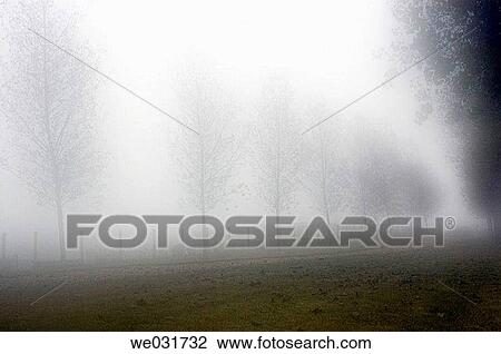 Foggy path View Large Photo Image Stock Image - Foggy path. Fotosearch