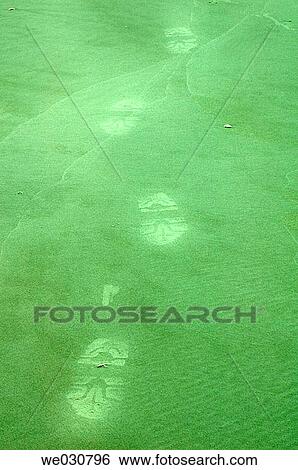 Footprints on a beach. Summer. Hilton Head Island, SC, USA View Large Photo Image Stock Photograph - Footprints on a beach. Summer. Hilton Head Island, SC, USA. Fotosearch