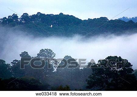 Forest near Valle de Bravo. Mexico View Large Photo Image Stock Photo - Forest near Valle de Bravo. Mexico. Fotosearch