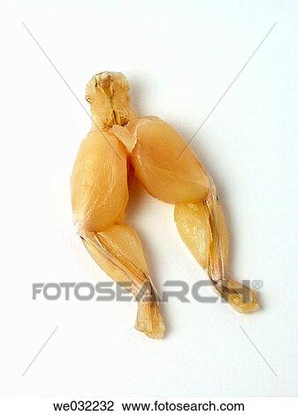 Frog's legs View Large Photo Image Stock Image - Frog's legs. Fotosearch
