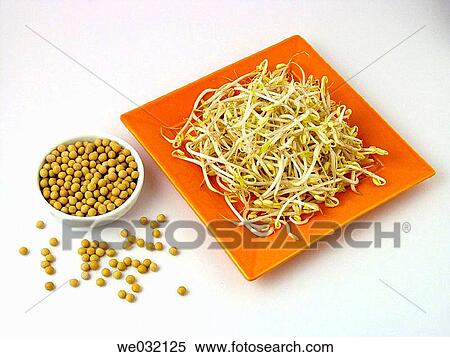 Germinated soybean View Large Photo Image Stock Photography - Germinated soybean. Fotosearch