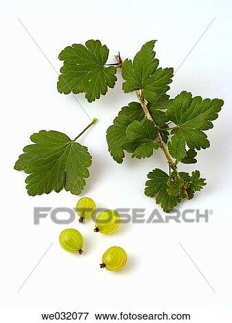 Gooseberries View Large Photo Image Stock Photo - Gooseberries. Fotosearch