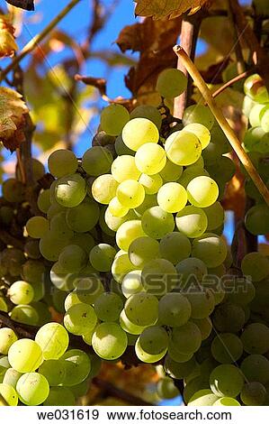 Grapes (Vitis vinifera). Salda±a, Palencia, Castilla-Le? n, Spain View Large Photo Image Stock Photo - Grapes (Vitis vinifera). Salda±a, Palencia, Castilla-Le? n, Spain. Fotosearch