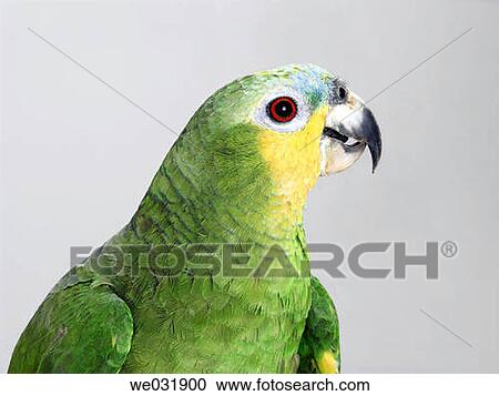 Stock Image - Green Parrot in white.. Fotosearch