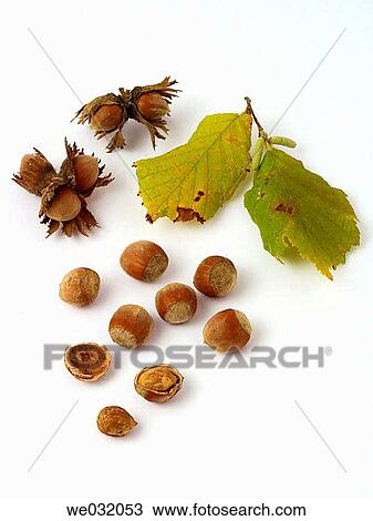 Hazelnuts View Large Photo Image Stock Image - Hazelnuts. Fotosearch