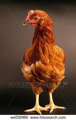 Hen View Large Photo Image Stock Image - Hen. Fotosearch
