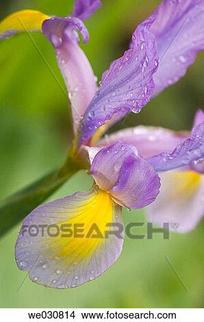 Iris danfordiae hybrid. Spring, Maryland, USA. View Large Photo Image Picture - Iris danfordiae hybrid. Spring, Maryland, USA.. Fotosearch