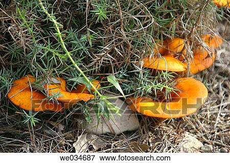 Jack o? lantern mushroom (Omphalotus olearius). Catalonia, Spain View Large Photo Image Stock Photo - Jack o? lantern mushroom (Omphalotus olearius). Catalonia, Spain. Fotosearch