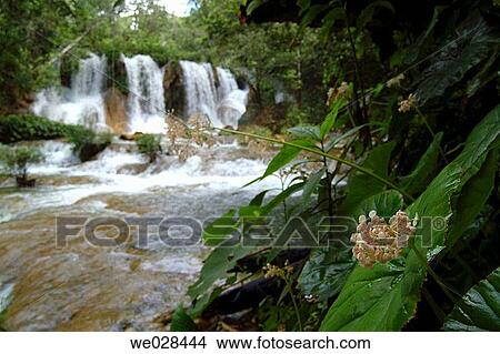 Lacanjah river. Lacandon Forest. Chiapas. Mexico. View Large Photo Image Picture - Lacanjah river. Lacandon Forest. Chiapas. Mexico.. Fotosearch