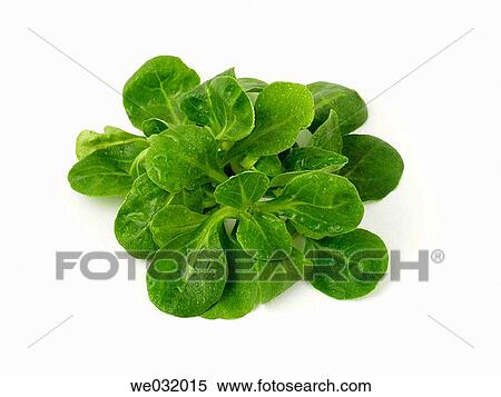 Lamb's lettuce View Large Photo Image Stock Photography - Lamb's lettuce. Fotosearch