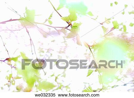 Leaves of birch tree in early spring, United Kingdom View Large Photo Image Stock Photography - Leaves of birch tree in early spring, United Kingdom. Fotosearch