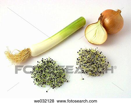 Leek and onion sprouts View Large Photo Image Stock Photo - Leek and onion sprouts. Fotosearch