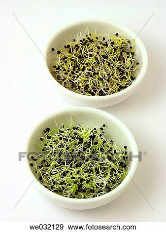 Leek and onion sprouts View Large Photo Image Stock Photo - Leek and onion sprouts. Fotosearch