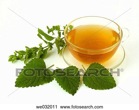 Lemon balm infusion View Large Photo Image Stock Image - Lemon balm infusion. Fotosearch