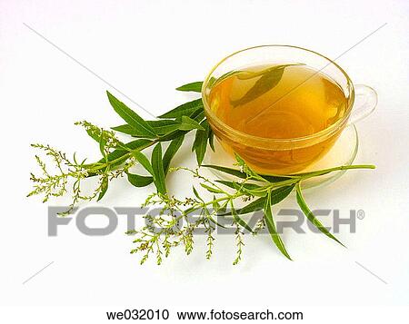 Lemon verbena infusion View Large Photo Image Stock Image - Lemon verbena infusion. Fotosearch