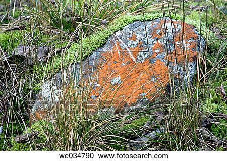 Stock Image - Lichen-covered stone, Goesstal, Hohe Tauern-region, Alps, Carinthia, Austria.. Fotosearch
