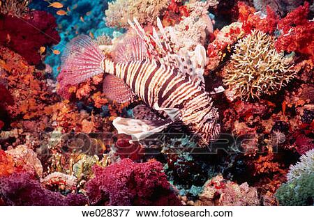 Lionfish. Raz Mohammed. Red Sea. Sharm El Sheik. Egypt. View Large Photo Image Stock Photo - Lionfish. Raz Mohammed. Red Sea. Sharm El Sheik. Egypt.. Fotosearch