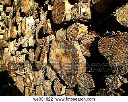 Stock Image - Logs cut for the papermill. Fotosearch