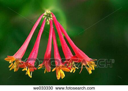 Lonicera sempervirens View Large Photo Image Stock Image - Lonicera sempervirens. Fotosearch