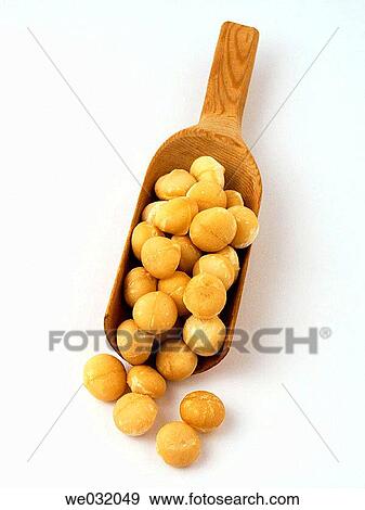 Stock Photo - Macadamia nuts. Fotosearch
