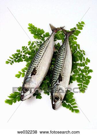 Mackerels View Large Photo Image Stock Photo - Mackerels. Fotosearch
