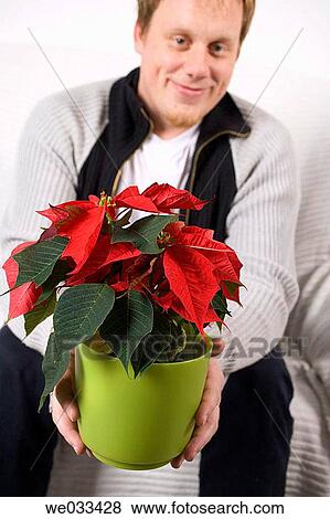 Man offering poinsettia View Large Photo Image Stock Photo - Man offering poinsettia. Fotosearch