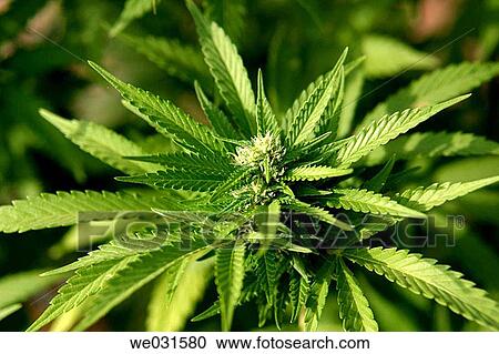 Marijuana View Large Photo Image Stock Image - Marijuana. Fotosearch