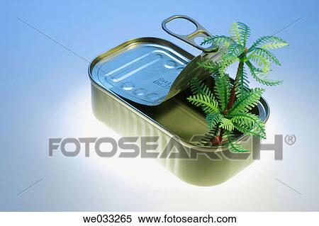 Miniature Palm Trees in Tin Can View Large Photo Image Stock Photography - Miniature Palm Trees in Tin Can. Fotosearch
