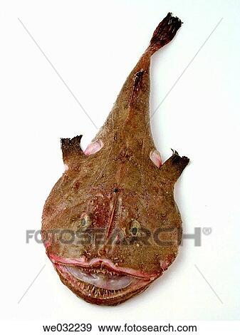 Monkfish View Large Photo Image Stock Photo - Monkfish. Fotosearch