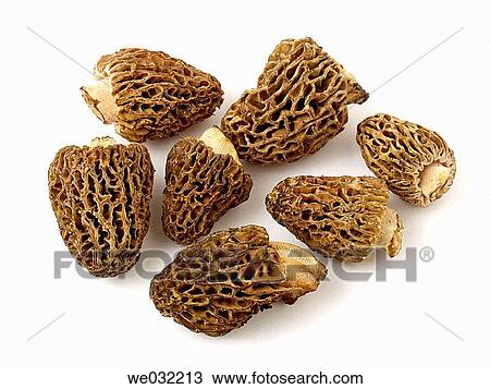 Morel (Morchella sp. ) View Large Photo Image Stock Image - Morel (Morchella sp. ). Fotosearch