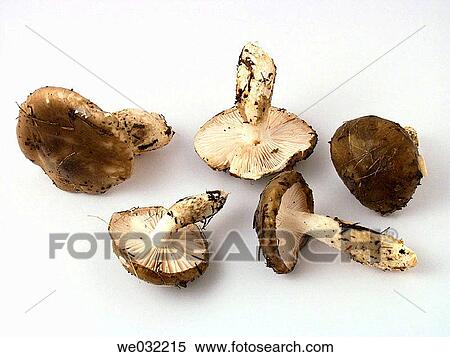 Stock Photography - Mushrooms (Hygrophorus dichrous). Fotosearch