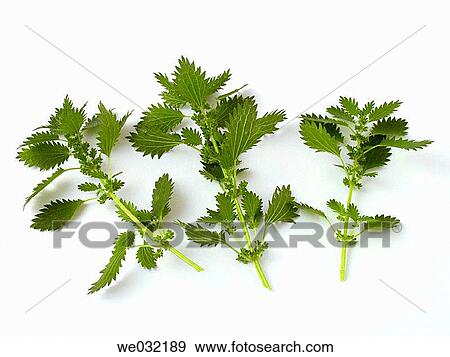 Nettle View Large Photo Image Stock Photo - Nettle. Fotosearch