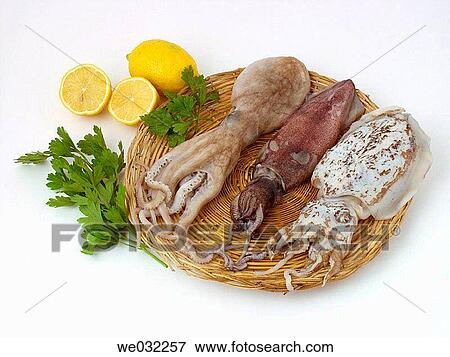 Octopus, squid and cuttlefish View Large Photo Image Stock Photo - Octopus, squid and cuttlefish. Fotosearch