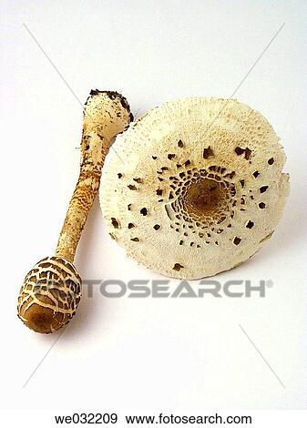 Parasol Mushroom (Lepiota procera) View Large Photo Image Stock Photo - Parasol Mushroom (Lepiota procera). Fotosearch